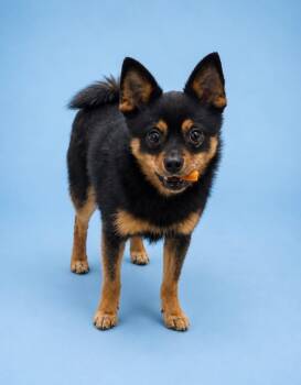Cookie -  Chihuahua Dog for Adoption in Rock Springs, Wyoming - Cookie | PetCurious