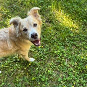 Kevin -  Mixed Breed Dog for Adoption in Bellingham, Washington - Kevin | PetCurious