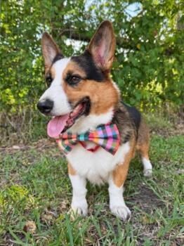 Professor Cupid Romeo -  Corgi Dog for Adoption in Friendswood, Texas - Professor Cupid Romeo | PetCurious