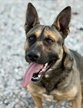 Rescue Belgian Shepherd Malinois and Dutch Shepherd Dogs for Adoption in Whittier, California - Cookie | PetCurious