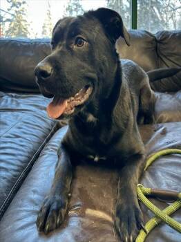 Labrador Retriever and Mixed Breed Dogs Available for Adoption - SHAKIRA | PetCurious