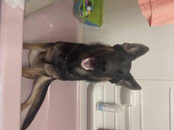Tank -  German Shepherd Dog Dog for Adoption in Media, Pennsylvania - Tank | PetCurious