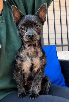 Nessa -  Yorkshire Terrier and Mixed Breed Dog for Adoption in Mead, Colorado - Nessa | PetCurious