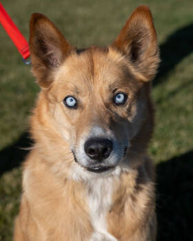 Rescue Siberian Husky and German Shepherd Dog Dogs for Adoption in Pequot Lakes, Minnesota - Gus | PetCurious