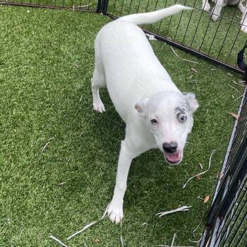 Faith 0341 -  Mixed Breed Dog for Adoption in Loxahatchee Groves, Florida - Faith 0341 | PetCurious