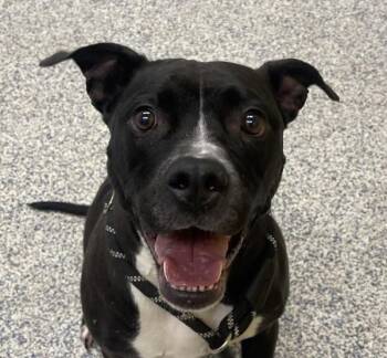 Dakota -  Pit Bull Terrier and Boxer Dog for Adoption in Golden, Colorado - Dakota | PetCurious