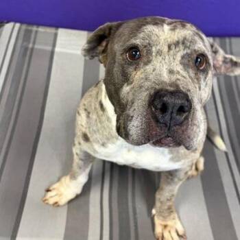 Moonshine -  English Bulldog Dog for Adoption in Turlock, California - Moonshine | PetCurious