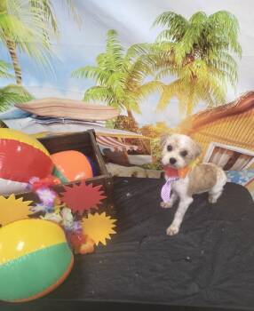 Rescue Maltese and Shih Tzu Dogs for Adoption in Omaha, Nebraska - Maltese/shih Tzu- Freedom | PetCurious