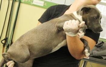 Ghoulie -  Terrier and Mixed Breed Dog for Adoption in Picayune, Mississippi - Ghoulie | PetCurious