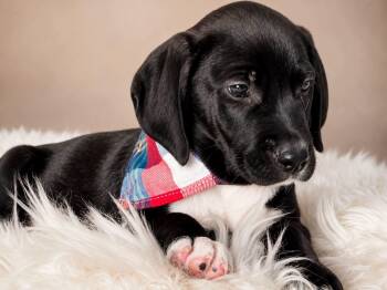 Rick -  Pointer Dog for Adoption in Nahunta, Georgia - Rick | PetCurious