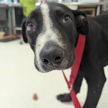 Oreo -  Pit Bull Terrier Dog for Adoption in Indianapolis, Indiana - Oreo | PetCurious