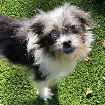 Shih Tzu and Terrier Dogs Available for Adoption in High Point, North Carolina - Nyx | PetCurious