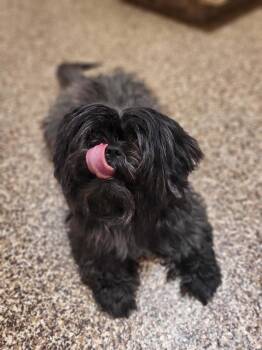 Olivia -  Shih Tzu Dog for Adoption in Salisbury, North Carolina - Olivia | PetCurious
