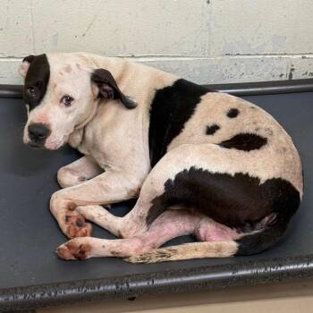 TUSC-Stray-84912 -  Pit Bull Terrier and Mixed Breed Dog for Adoption in Tuscaloosa, Alabama - TUSC-Stray-84912 | PetCurious