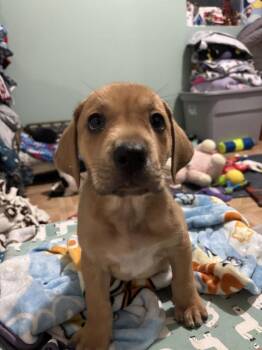 Benson -  Mixed Breed Dog for Adoption in Dorr, Michigan - Benson | PetCurious