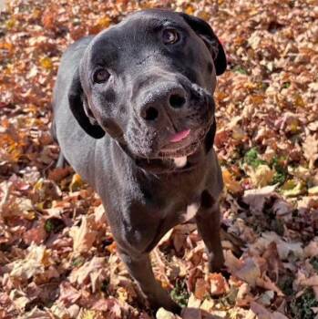 Rescue Black Labrador Retriever Dogs for Adoption in Columbus, Indiana - Penguin | PetCurious