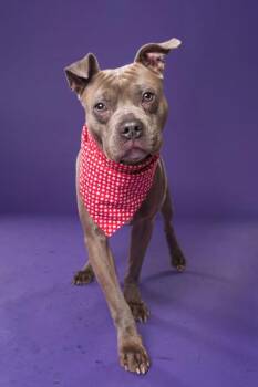 Bobby -  Mixed Breed Dog Available for Adoption in Atlanta, Georgia - Bobby | PetCurious