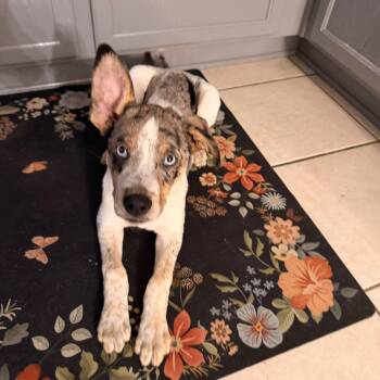 Bluey -  Catahoula Leopard Dog Dog for Adoption in Houston, Texas - Bluey | PetCurious