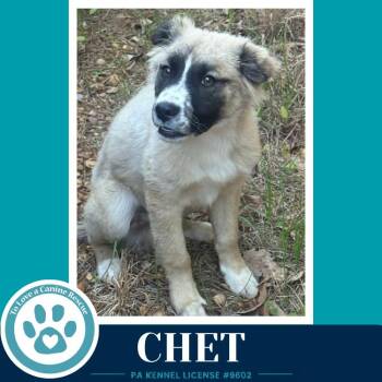 Anatolian Shepherd Dogs Available for Adoption in Kimberton, Pennsylvania - Chet 053026 | PetCurious