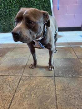 Luna -  Pit Bull Terrier and Mixed Breed Dog for Adoption in El Paso, Texas - Luna | PetCurious