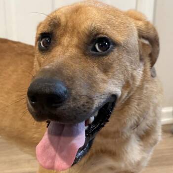 Midas -  Catahoula Leopard Dog and Mixed Breed Dog for Adoption in Kansas City, Missouri - Midas | PetCurious