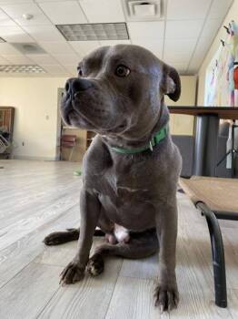 Pit Bull Terrier and Mixed Breed Dogs Available for Adoption in South Bend, Indiana - Ranger | PetCurious
