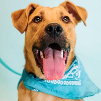 Wake Board -  Mixed Breed Dog for Adoption in Canal Winchester, Ohio - Wake Board | PetCurious