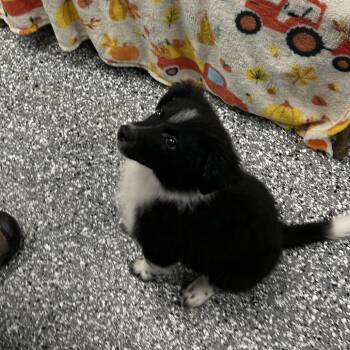 Scout-249 -  Border Collie Dog for Adoption in Homer, New York - Scout-249 | PetCurious