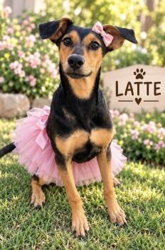Latte -  Australian Kelpie Dog for Adoption in Lucas, Texas - Latte | PetCurious
