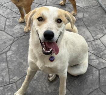 Great Pyrenees and Australian Cattle Dog Blue Heeler Dogs Available for Adoption in St. Peters, Missouri - Sophie | PetCurious