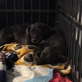 Terrier and Mixed Breed Dogs Available for Adoption - Hooch | PetCurious