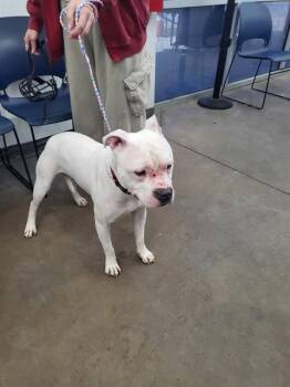 Mixed Breed Dogs Available for Adoption - CASPER | PetCurious