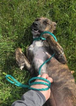 Tanjiro -  Mixed Breed Dog for Adoption in Westland, Michigan - Tanjiro | PetCurious