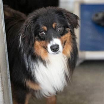 Australian Shepherd Dogs Available for Adoption in Peyton, Colorado - Cheezit (MY26-25) | PetCurious