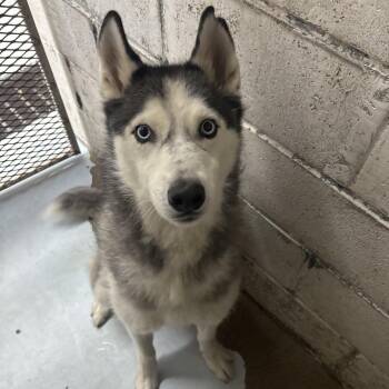 Kiko -  Husky Dog for Adoption in Springtown, Texas - Kiko | PetCurious