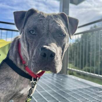 CELEBRITY -  Pit Bull Terrier Dog for Adoption in Kent, Washington - CELEBRITY | PetCurious