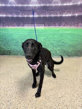 LEAH -  Labrador Retriever Dog for Adoption in Doral, Florida - LEAH | PetCurious