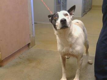 SALLY SUE -  Australian Cattle Dog Blue Heeler and Mixed Breed Dog for Adoption in Sacramento, California - SALLY SUE | PetCurious