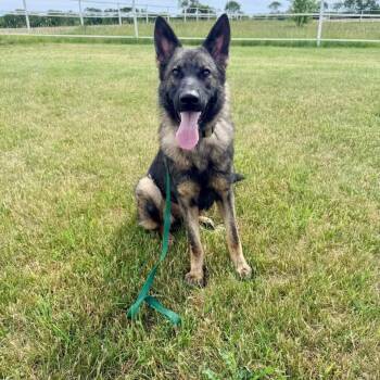 Kayla -  German Shepherd Dog Dog Available for Adoption - Kayla | PetCurious
