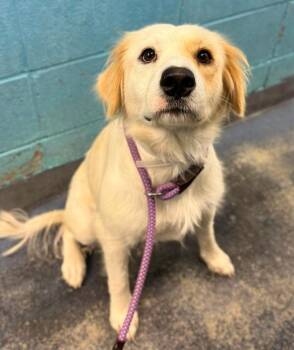 Anastasia -  Border Collie Dog for Adoption in Sedalia, Colorado - Anastasia | PetCurious