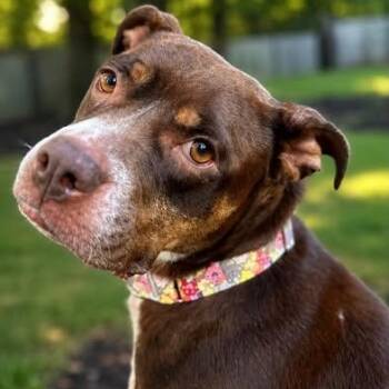 Margo -  Pit Bull Terrier Dog for Adoption in Shinnston, West Virginia - Margo | PetCurious