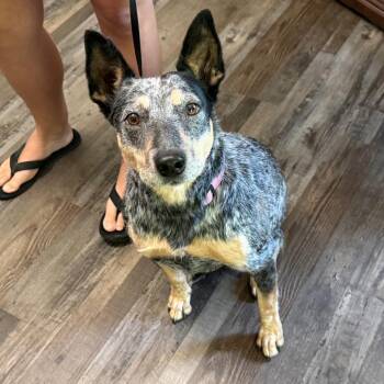 Lady -  Australian Cattle Dog Blue Heeler Dog for Adoption in Sequatchie, Tennessee - Lady | PetCurious