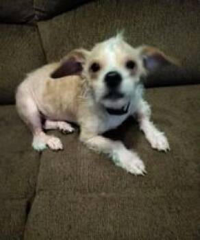 Tobi Boy -  Chihuahua Dog for Adoption in Harrison, New York - Tobi Boy | PetCurious