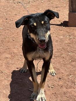 Rescue Cattle Dog Dogs for Adoption in Chinle, Arizona - Sylvia | PetCurious