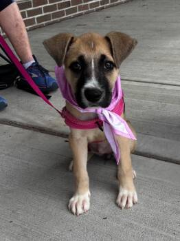 Josie -  American Staffordshire Terrier and Shepherd Dog for Adoption in Trenton, New Jersey - Josie | PetCurious