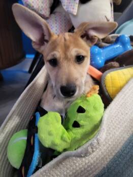 Ciabatta -  Chihuahua and Schnauzer Dog for Adoption in Winter Garden, Florida - Ciabatta | PetCurious