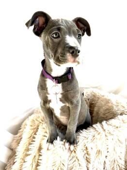 EVER -  Labrador Retriever Dog for Adoption in Broomfield, Colorado - EVER | PetCurious