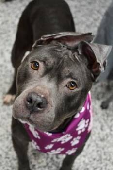 Tuti -  Mixed Breed Dog for Adoption in West Chester, Pennsylvania - Tuti | PetCurious