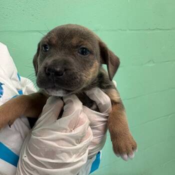 Limestone 0870 -  Mixed Breed Dog for Adoption in Loxahatchee Groves, Florida - Limestone 0870 | PetCurious