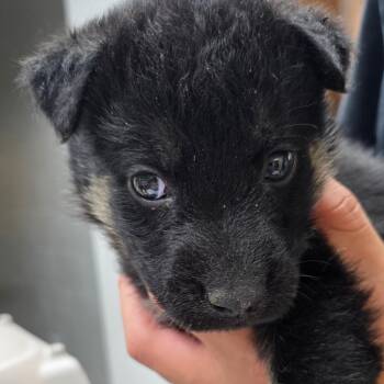 Racer -  German Shepherd Dog and Mixed Breed Dog Available for Adoption in Buellton, California - Racer | PetCurious